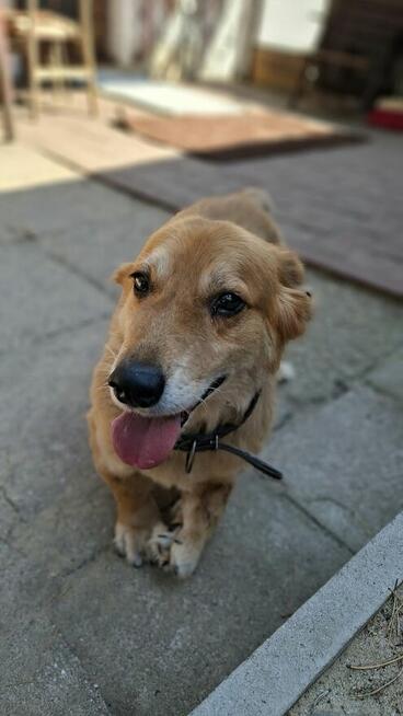 Red - niewielki, nieśmiały psiak szuka domu!