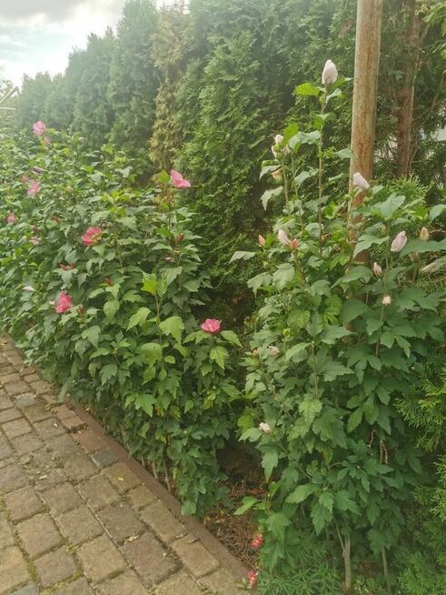HIBISCUS SYRYJSKI RÓŻOWY - DUŻE SADZONKI