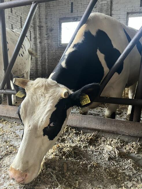 Jałówki wysokocielne