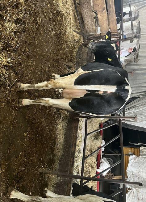 Jałówki wysokocielne