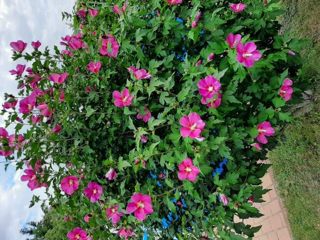 HIBISCUS SYRYJSKI RÓŻOWY - DUŻE SADZONKI