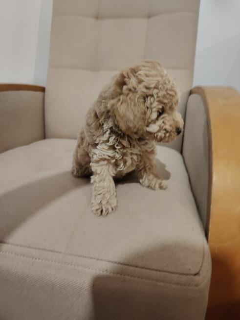 Suczka Pudel Miniatura FCI