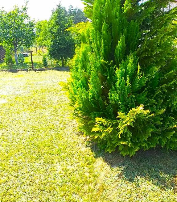 Dom murowany przy lesie Czeremcha