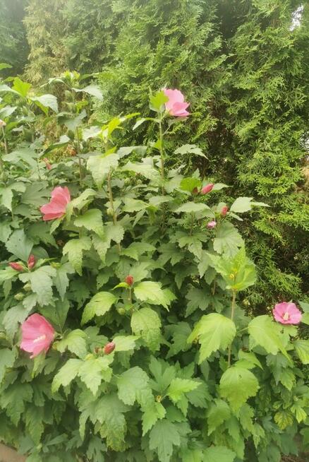 HIBISCUS SYRYJSKI RÓŻOWY - DUŻE SADZONKI