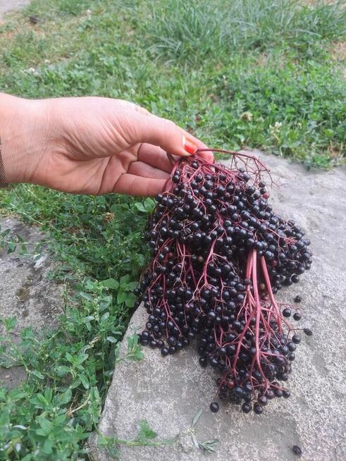 Owoce dzikiego bzu , sprzedam