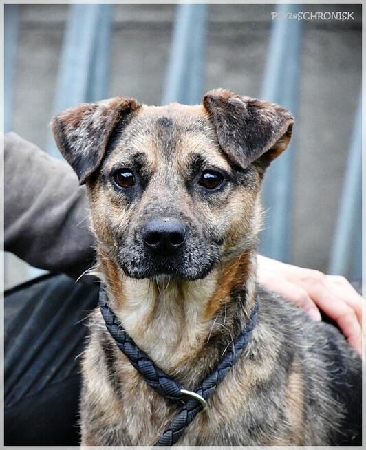 Banzai – od razu się z Tobą zaprzyjaźni, daj mu szansę