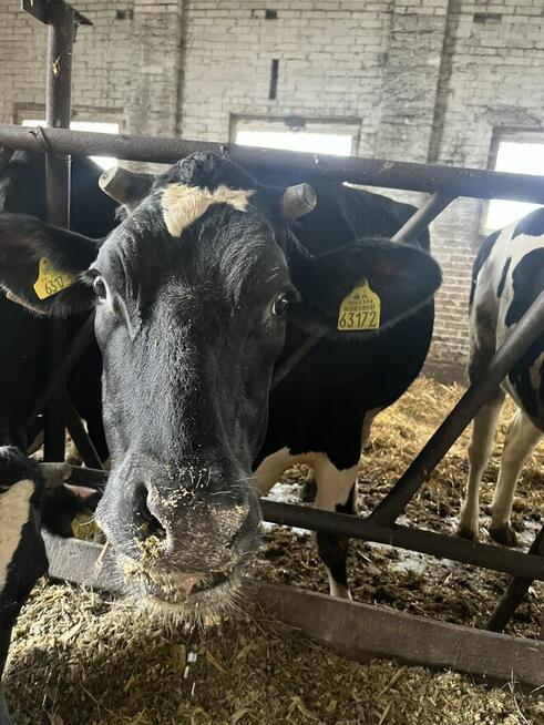 Jałówki wysokocielne