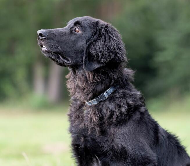 Hovawart - szczeniaki z rodowodem ZKWP - FCI