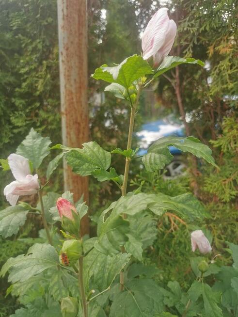 HIBISCUS SYRYJSKI RÓŻOWY - DUŻE SADZONKI