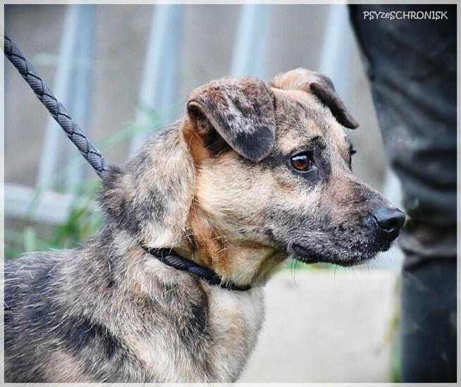 Banzai – od razu się z Tobą zaprzyjaźni, daj mu szansę