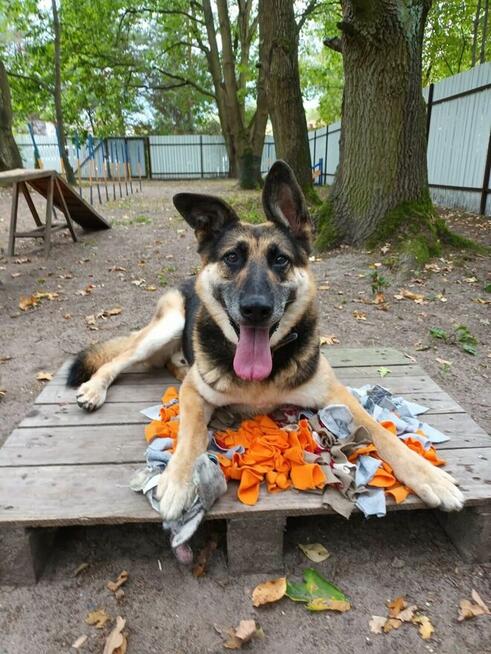 Horaś - mądry, wesoły ONek szuka domu!
