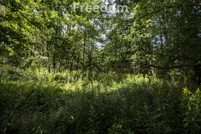 Działki leśne 19 ar – Rakszawa, Potok