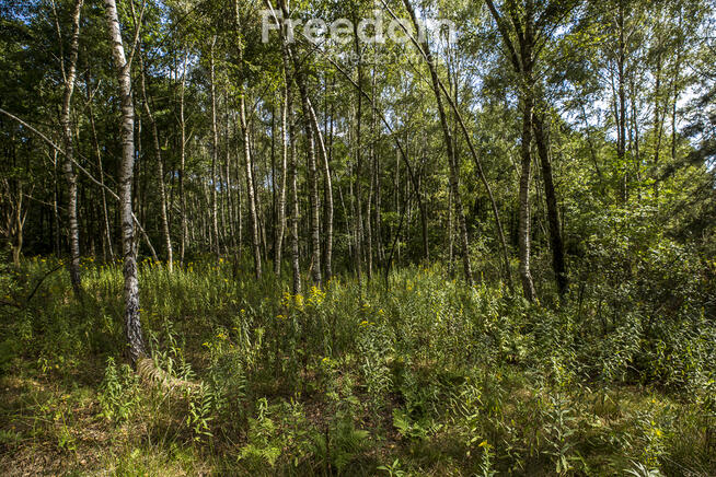 Działki leśne 19 ar – Rakszawa, Potok
