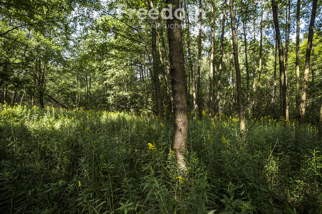 Działki leśne 19 ar – Rakszawa, Potok