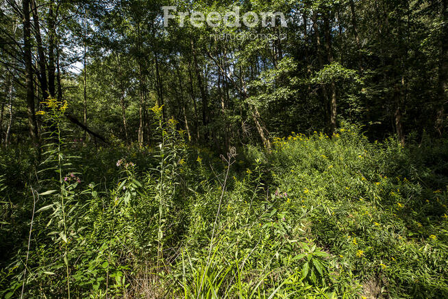 Działki leśne 19 ar – Rakszawa, Potok