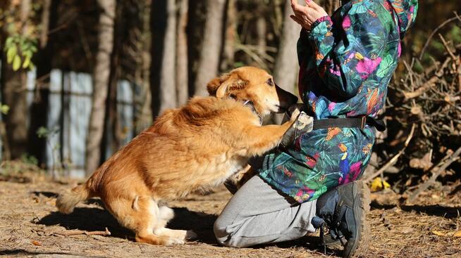 Red - niewielki, nieśmiały psiak szuka domu!