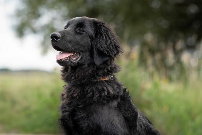 Hovawart - szczeniaki z rodowodem ZKWP - FCI