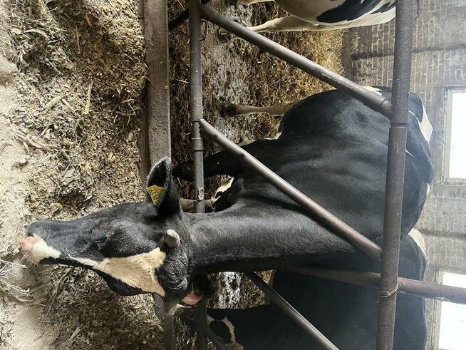 Jałówki wysokocielne