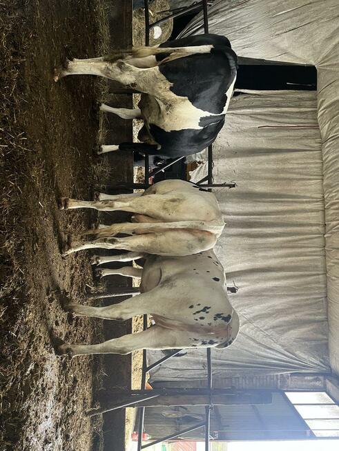 Jałówki wysokocielne