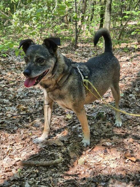 Burek - niewielki, delikatny szuka choćby tymczasu!