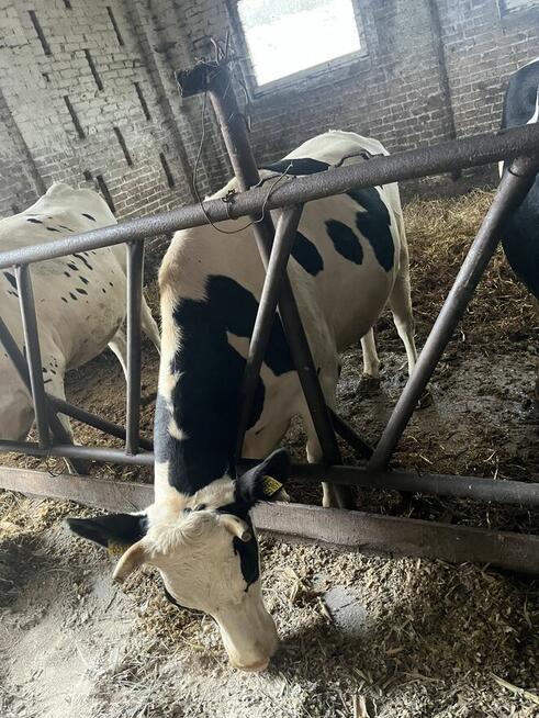 Jałówki wysokocielne