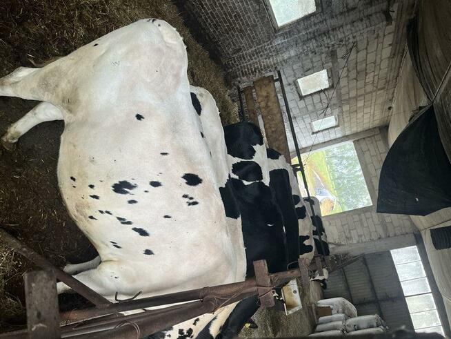 Jałówki wysokocielne