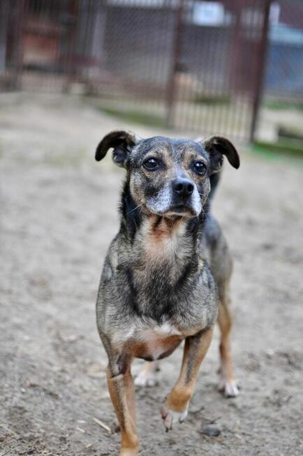 Burek - niewielki, delikatny szuka choćby tymczasu!