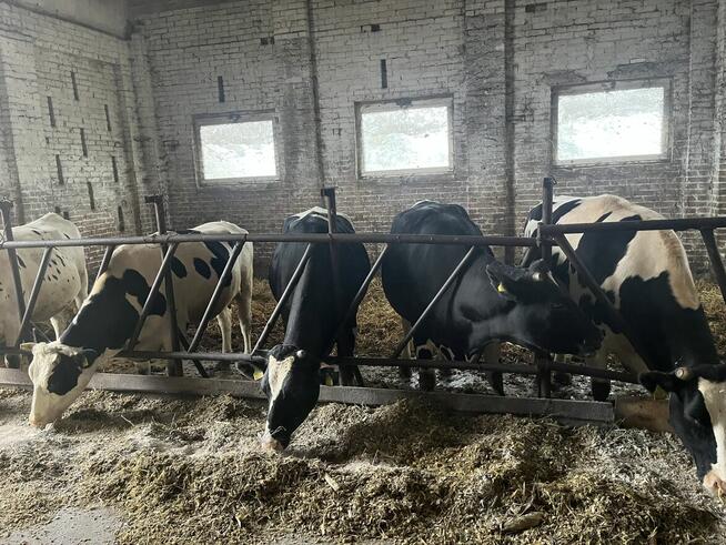 Jałówki wysokocielne