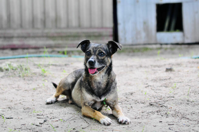 Burek - niewielki, delikatny szuka choćby tymczasu!