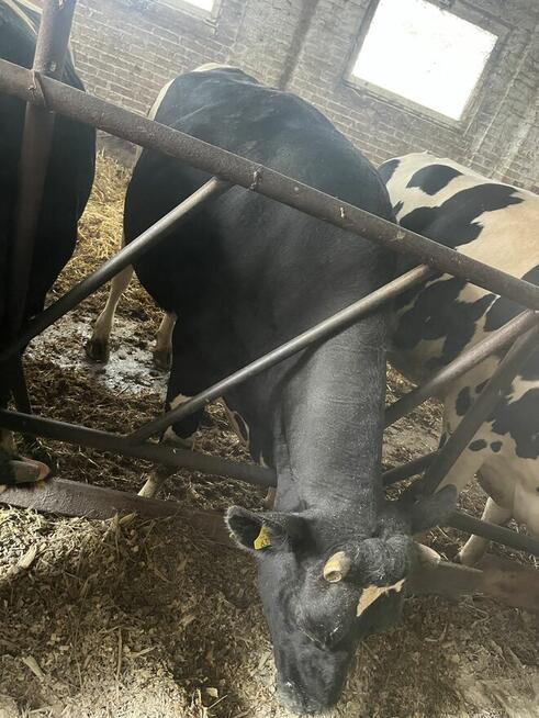 Jałówki wysokocielne