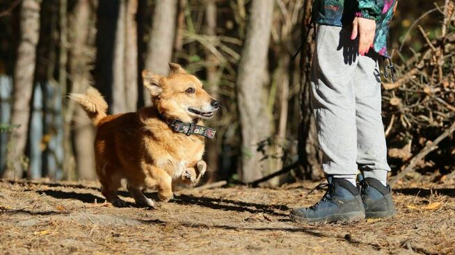 Red - niewielki, nieśmiały psiak szuka domu!