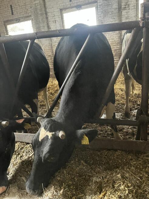 Jałówki wysokocielne