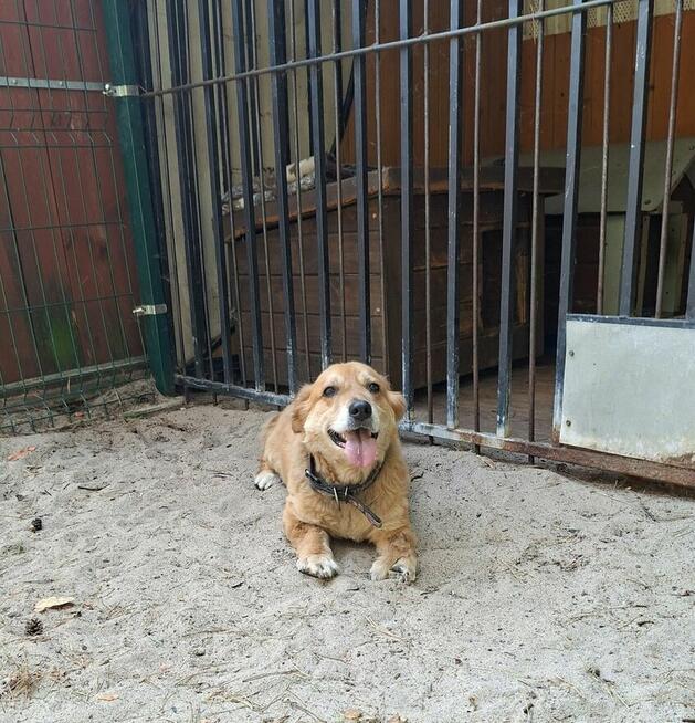 Red - niewielki, nieśmiały psiak szuka domu!