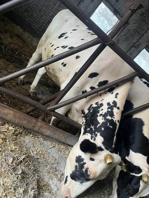 Jałówki wysokocielne