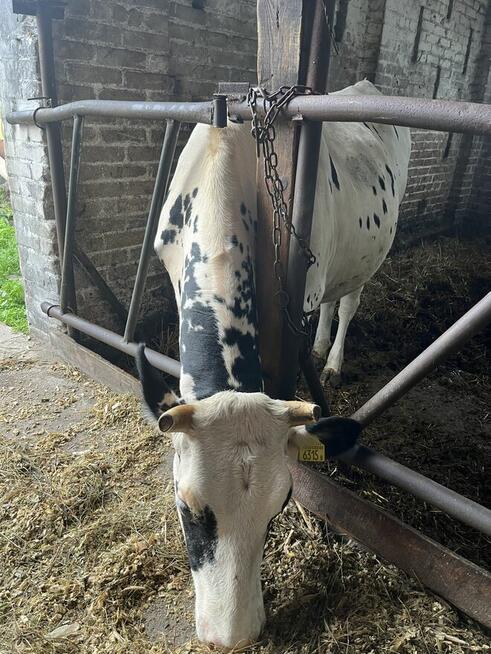 Jałówki wysokocielne