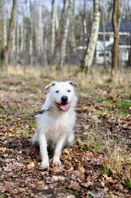 Nero - nieduży, wesoły terierek mix