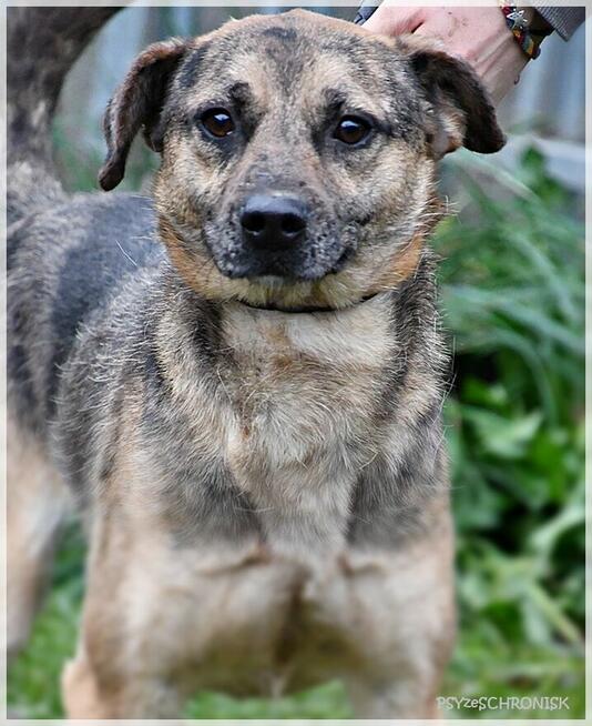 Banzai – od razu się z Tobą zaprzyjaźni, daj mu szansę