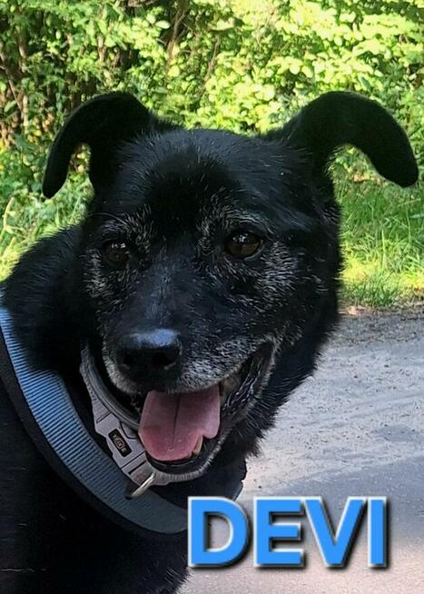 Devo i Devi BŁAGAJĄ o dom!