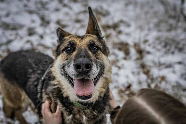 Horaś - mądry, wesoły ONek szuka domu!