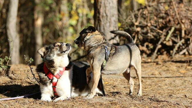 Burek - niewielki, delikatny szuka choćby tymczasu!