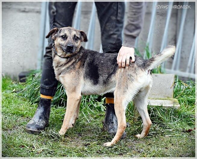 Banzai – od razu się z Tobą zaprzyjaźni, daj mu szansę