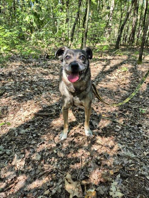 Burek - niewielki, delikatny szuka choćby tymczasu!