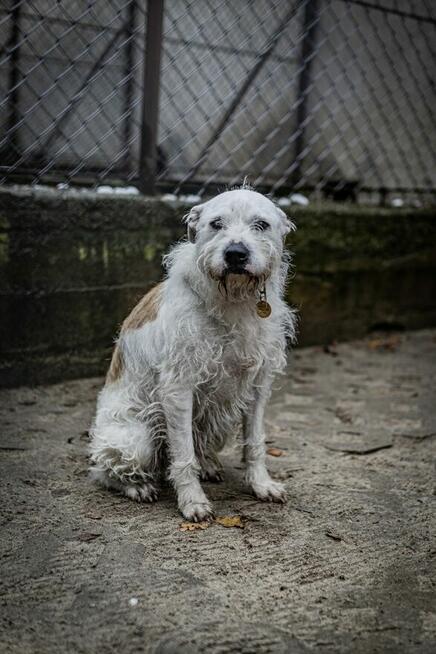 Nero - nieduży, wesoły terierek mix