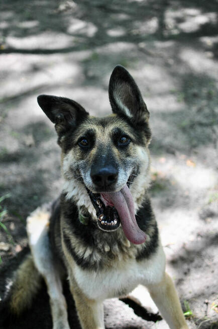 Horaś - mądry, wesoły ONek szuka domu!