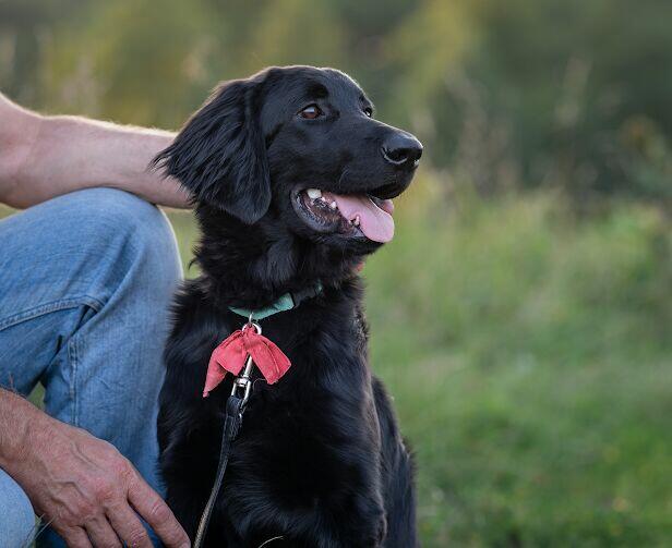 Hovawart - szczeniaki z rodowodem ZKWP - FCI