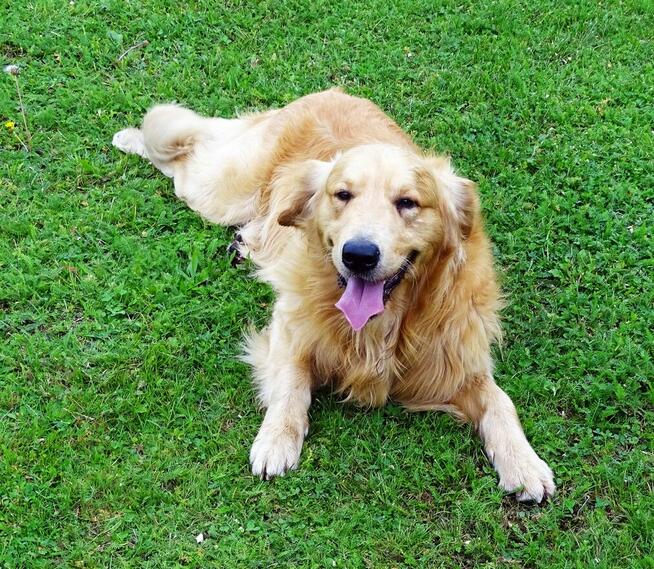 Golden retriever reproduktor/ krycie