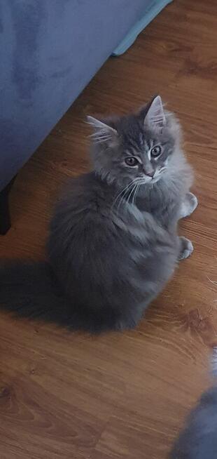 Sprzedam kocurka do hodowli