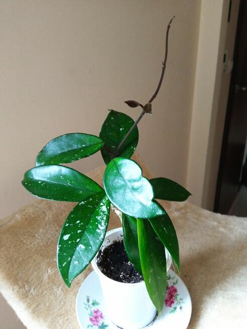 Philodendrony, filodendrony i nie tylko...