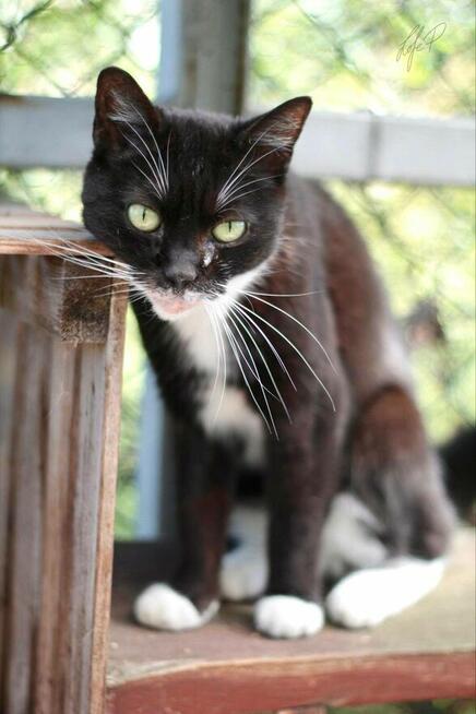 Towarzyska łagodna kotka Twinkie