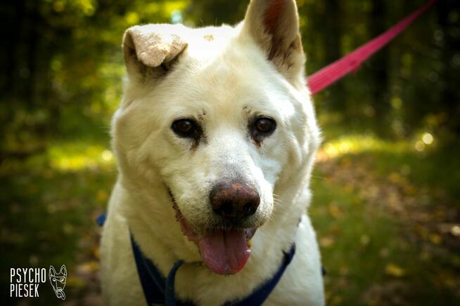 Psi senior Gandalf szuka domu!